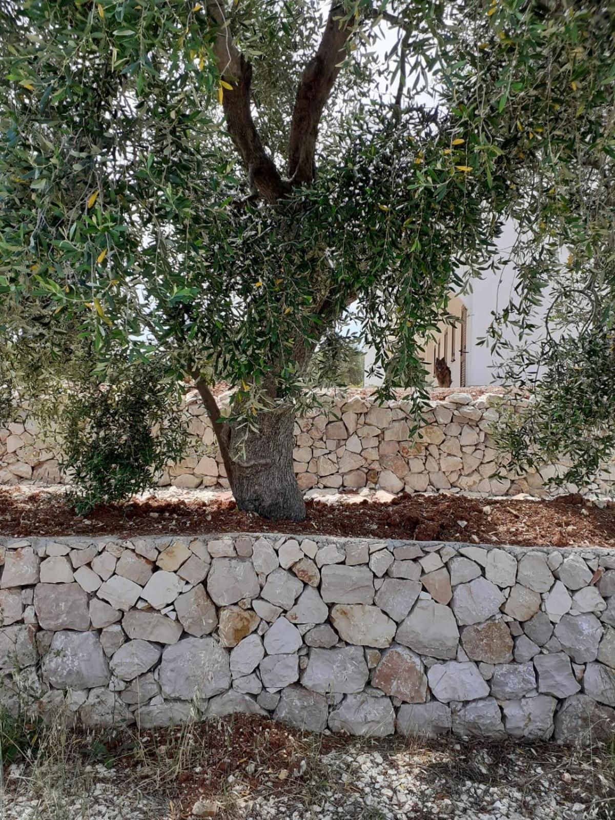 Borgo Rosoli 维耶斯泰 外观 照片